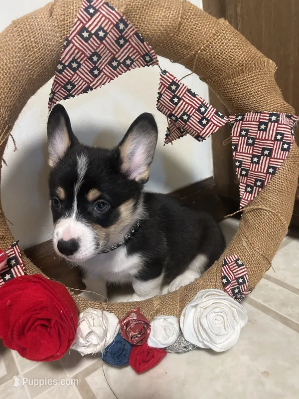 Black collar  – Pembroke Welsh Corgi puppy for sale in Greenwood, SC