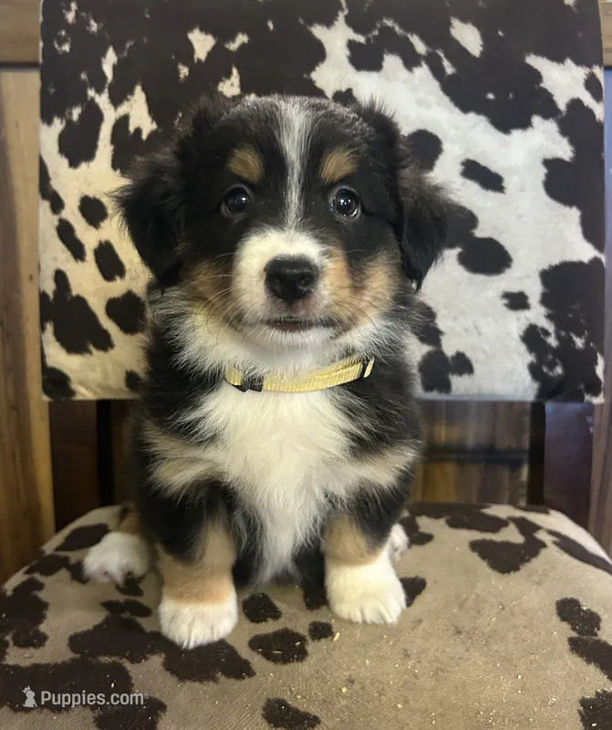 Tri female  – Cardigan Welsh Corgi, Miniature Australian Shepherd puppy for sale in Greenwood, SC