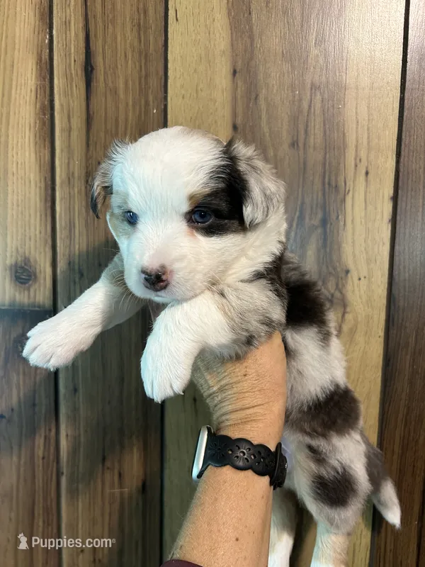 Blue Merle female 2 – Cardigan Welsh Corgi, Miniature Australian Shepherd puppy for sale in Greenwood, SC