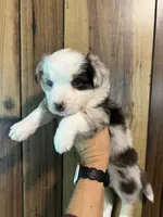 Blue Merle female 2, a female Cardigan Welsh Corgi and Miniature Australian Shepherd for sale in Greenwood, SC – 1 of 1