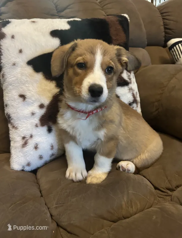 Red collar  – Pembroke Welsh Corgi puppy for sale in Greenwood, SC