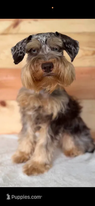 Scout  – Miniature Schnauzer puppy for sale in Warrensburg, MO