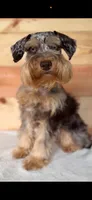 Scout , a male Miniature Schnauzer for sale in Warrensburg, MO – 1 of 3