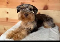 Scout , a male Miniature Schnauzer for sale in Warrensburg, MO – 3 of 3