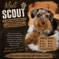 Scout , a male Miniature Schnauzer for sale in Warrensburg, MO – 2 of 3