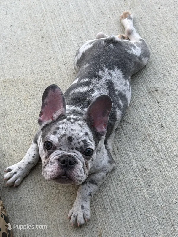 Coco – French Bulldog puppy for sale in Madison, AL