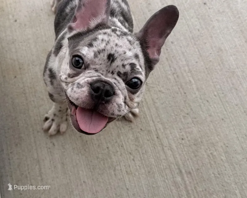 Coco – French Bulldog puppy for sale in Madison, AL