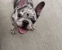 Coco, a female French Bulldog for sale in Madison, AL – Photo 1 of 5