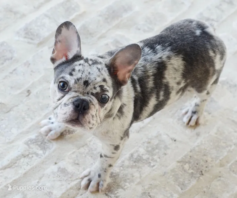 Coco – French Bulldog puppy for sale in Madison, AL