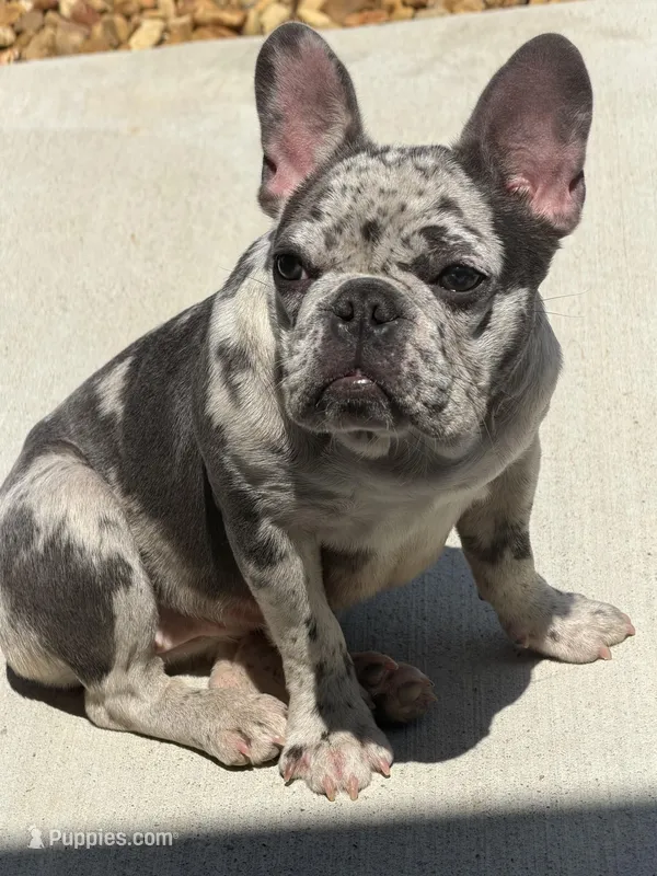 Coco – French Bulldog puppy for sale in Madison, AL