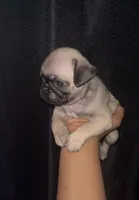 Noah , a male Pug for sale in Santa Monica, CA – 1 of 3
