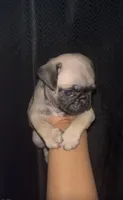Noah, a male Pug for sale in Santa Monica, CA – 2 of 2