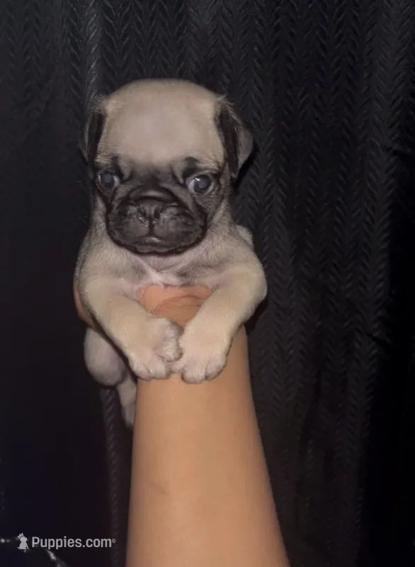Noah – Pug puppy for sale in Santa Monica, CA