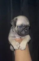 Noah , a male Pug for sale in Santa Monica, CA – 2 of 3