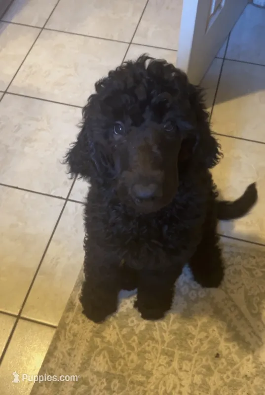 Benjamin – Poodle - Standard  puppy for sale in Santa Monica, CA