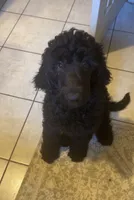 Benjamin, a male Poodle - Standard  for sale in Santa Monica, CA – 1 of 1