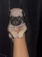 Noah , a male Pug for sale in Santa Monica, CA – 3 of 3