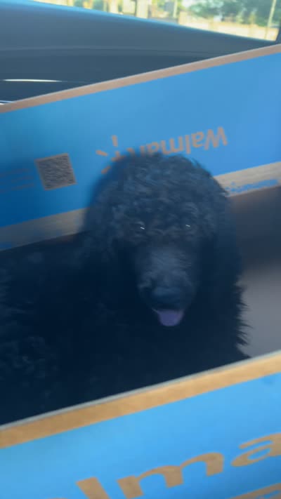 Benjamin , a male Poodle - Standard  for sale in Santa Monica, CA – 2 of 2