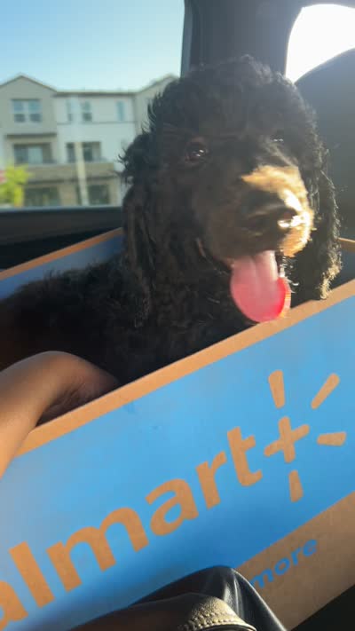 Benjamin , a male Poodle - Standard  for sale in Santa Monica, CA – 1 of 2