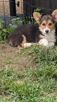 Heidi's boy, a male Pembroke Welsh Corgi for sale in Winchester, VA – 5 of 7