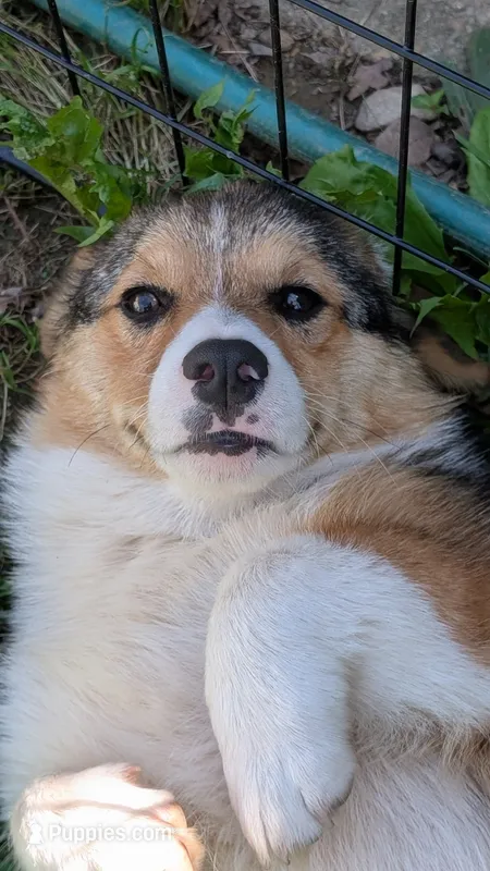 Our redheaded boy – Pembroke Welsh Corgi puppy for sale in Winchester, VA