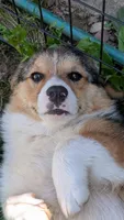 Our redheaded boy, a male Pembroke Welsh Corgi for sale in Winchester, VA – 3 of 10