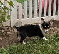 Hedis #1, a female Pembroke Welsh Corgi for sale in Winchester, VA – 2 of 8