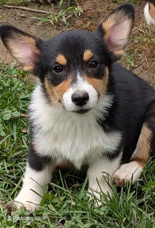 Hedis #1 – Pembroke Welsh Corgi puppy for sale in Winchester, VA