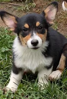 Hedis #1, a female Pembroke Welsh Corgi for sale in Winchester, VA – 1 of 8