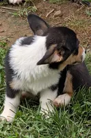 Hedis #1, a female Pembroke Welsh Corgi for sale in Winchester, VA – 6 of 8