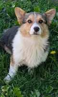 Our redheaded boy, a male Pembroke Welsh Corgi for sale in Winchester, VA – 6 of 10