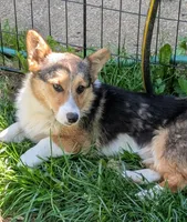 Our redheaded boy, a male Pembroke Welsh Corgi for sale in Winchester, VA – 8 of 10