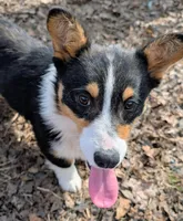 Tank, a male Pembroke Welsh Corgi for sale in Winchester, VA – 5 of 8