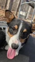 Tank, a male Pembroke Welsh Corgi for sale in Winchester, VA – 8 of 8