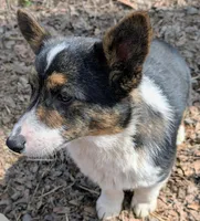 Frank, a male Cardigan Welsh Corgi and Pembroke Welsh Corgi for sale in Winchester, VA – 2 of 5