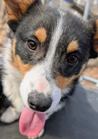 Tank, a male Pembroke Welsh Corgi for sale in Winchester, VA – 7 of 8