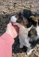 Frank, a male Cardigan Welsh Corgi and Pembroke Welsh Corgi for sale in Winchester, VA – 4 of 5