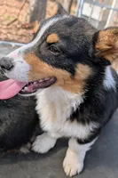 Tank, a male Pembroke Welsh Corgi for sale in Winchester, VA – 6 of 8