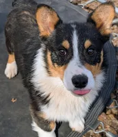 Tank, a male Pembroke Welsh Corgi for sale in Winchester, VA – 3 of 8