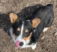 Tank, a male Pembroke Welsh Corgi for sale in Winchester, VA – 4 of 8
