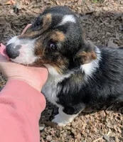 Frank, a male Cardigan Welsh Corgi and Pembroke Welsh Corgi for sale in Winchester, VA – 3 of 5