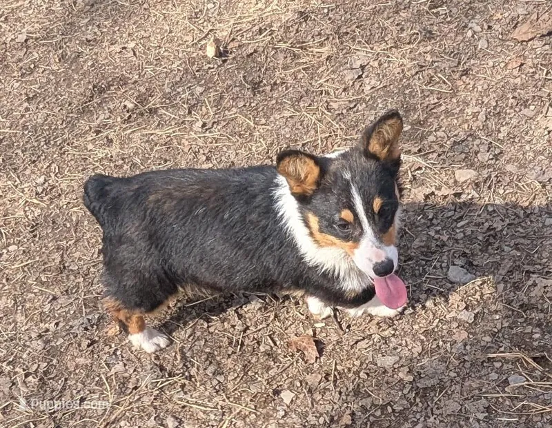 Tank – Pembroke Welsh Corgi puppy for sale in Winchester, VA