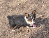 Tank, a male Pembroke Welsh Corgi for sale in Winchester, VA – 1 of 8
