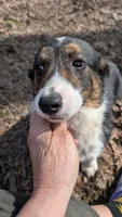Frank, a male Cardigan Welsh Corgi and Pembroke Welsh Corgi for sale in Winchester, VA – 5 of 5
