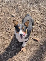 Tank, a male Pembroke Welsh Corgi for sale in Winchester, VA – 2 of 8