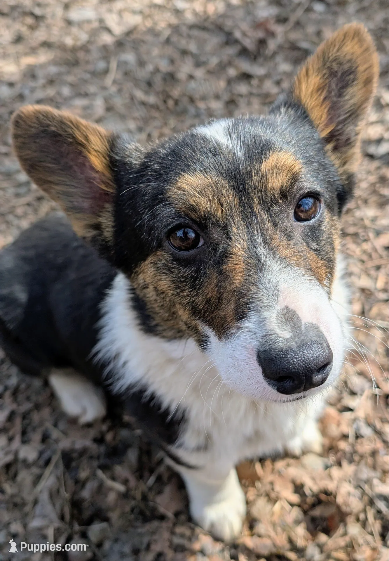 Frank, a male Cardigan Welsh Corgi and Pembroke Welsh Corgi for sale in Winchester, VA – 1 of 5