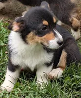 Hedis #1, a female Pembroke Welsh Corgi for sale in Winchester, VA – 4 of 8