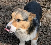 Our redheaded boy, a male Pembroke Welsh Corgi for sale in Winchester, VA – 4 of 5