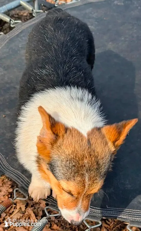 Our redheaded boy – Pembroke Welsh Corgi puppy for sale in Winchester, VA