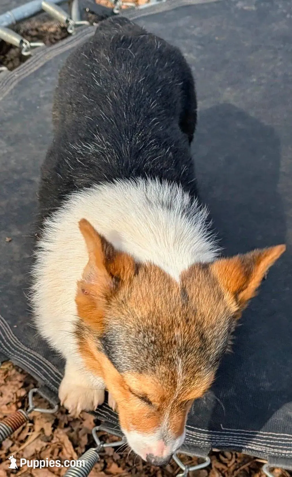 Our redheaded boy, a male Pembroke Welsh Corgi for sale in Winchester, VA – 2 of 5